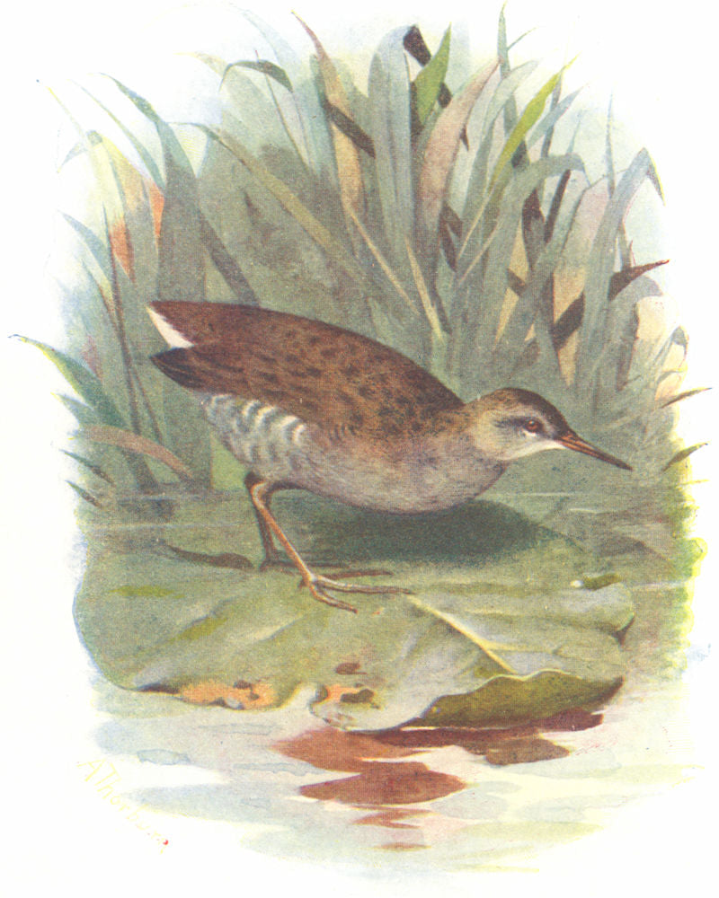 BIRDS. Water Rail  1901 old antique vintage print picture